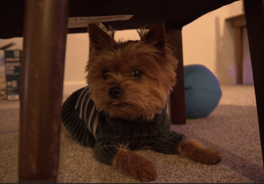 Low Oxalate Dog Food Recipe